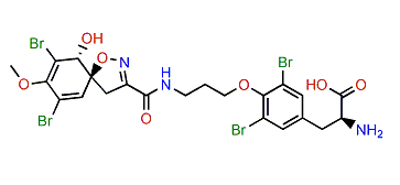 Araplysillin III